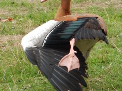 Schermafbeelding 2018-09-10 om 09.17.22