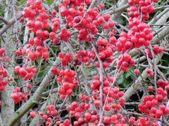 2023-24.rugen.kap-arkona.dag.5.DSCN4682