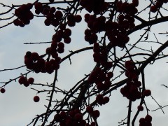 2023-24.rugen.kap-arkona.dag.5.DSCN4685