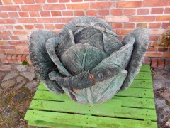 2023-24.rugen.kap-arkona.dag.5.DSCN4692