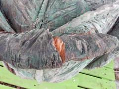 2023-24.rugen.kap-arkona.dag.5.DSCN4693