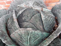 2023-24.rugen.kap-arkona.dag.5.DSCN4694