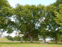 duitse-begraafplaats-normandie.DSCN8484