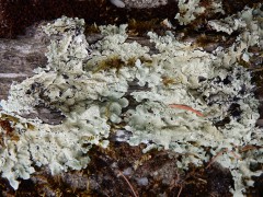 st.lo.2024.mos.DSCN8316