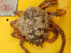 st.lo.markt-dag.DSCN8676