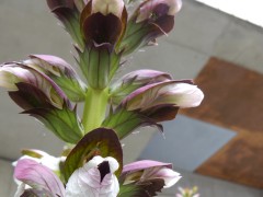 st.lo.markt-dag.planten.DSCN8678