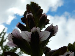 st.lo.markt-dag.planten.DSCN8679