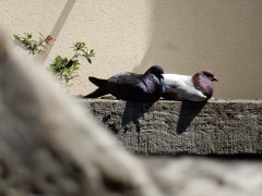 bayeux-2024.7juni.DSCN8539