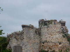 2024.1.juni.st.fromond.ooievaars.DSCN7585