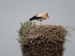 2024.1.juni.st.fromond.ooievaars.DSCN7590