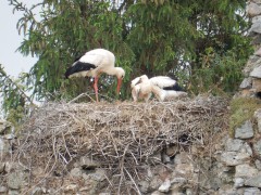 2024.1.juni.st.fromond.ooievaars.DSCN7603