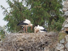 2024.1.juni.st.fromond.ooievaars.DSCN7604