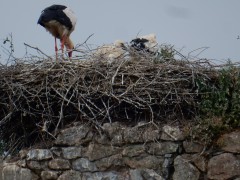 2024.1.juni.st.fromond.ooievaars.DSCN7605