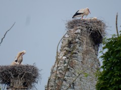 2024.1.juni.st.fromond.ooievaars.DSCN7616