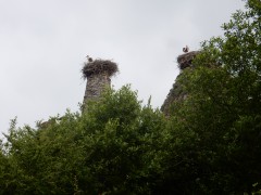 2024.1.juni.st.fromond.ooievaars.DSCN7620