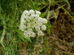 2024.1.juni.st.fromond.ooievaars.DSCN7628