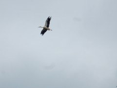 2024.1.juni.st.fromond.ooievaars.DSCN7633