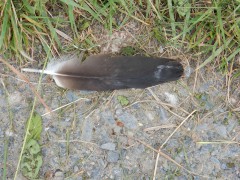 2024.1.juni.st.fromond.ooievaars.DSCN7638