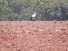 2024.1.juni.st.fromond.ooievaars.DSCN7640