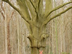 2024.varel.boom.DSCN5533