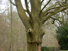 2024.varel.boom.DSCN5535