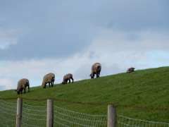 2024.varel.haven.schaap.DSCN5553