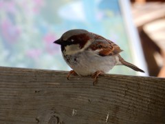 2025.27april.maria-laach.DSCN1911