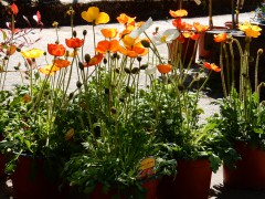 2025.27april.maria-laach.DSCN1962