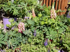 2025.27april.maria-laach.lupine.DSCN1973