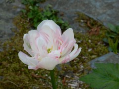 2025.28april.altwied.DSCN1786